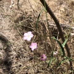 Convolvulus angustissimus subsp. angustissimus (Australian Bindweed) at Watson, ACT - 27 Dec 2017 by AaronClausen