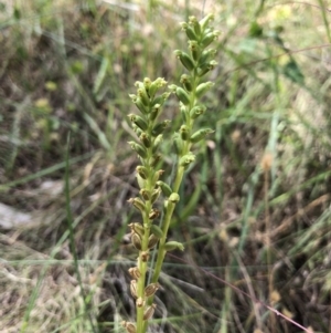 Microtis sp. at Hackett, ACT - suppressed