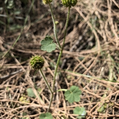 Hydrocotyle laxiflora (Stinking Pennywort) at P11 - 27 Dec 2017 by AaronClausen