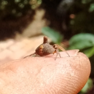 Dolophones turrigera at Aranda, ACT - 24 Dec 2017 02:24 PM