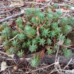 Sedum sp. (A Stonecrop) at Deakin, ACT - 30 Dec 2017 by ACTParks-InvasivePlantsTeam