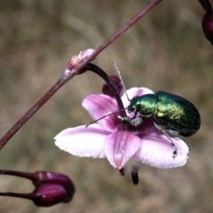 Edusella sp. (genus) (A leaf beetle) at Cotter River, ACT - 26 Dec 2017 by RWPurdie