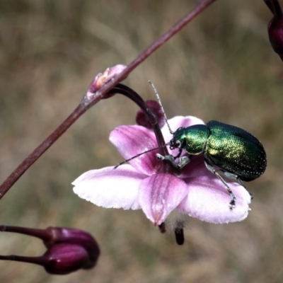 Edusella sp. (genus) (A leaf beetle) at Cotter River, ACT - 26 Dec 2017 by RWPurdie