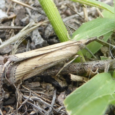 Faveria tritalis (Couchgrass Webworm) at Chifley, ACT - 26 Dec 2017 by Christine