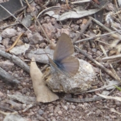 Zizina otis (Common Grass-Blue) at Chifley, ACT - 26 Dec 2017 by Christine