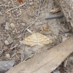 Scopula rubraria (Reddish Wave, Plantain Moth) at Chifley, ACT - 25 Dec 2017 by Christine