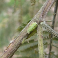 Sextius virescens (Acacia horned treehopper) at Chifley, ACT - 26 Dec 2017 by Christine