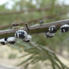 Melanococcus albizziae (Acacia Mealybug) at Chifley, ACT - 26 Dec 2017 by Christine