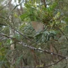 Melanococcus albizziae at Chifley, ACT - 26 Dec 2017 12:00 AM