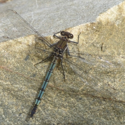 Diphlebia lestoides (Whitewater Rockmaster) at Paddys River, ACT - 26 Dec 2017 by Christine