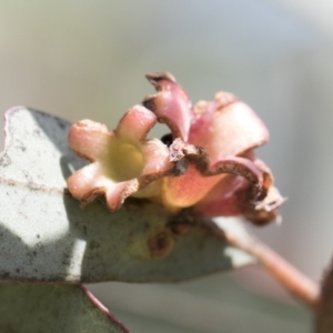 Schedotrioza sp. (genus) at Scullin, ACT - 27 Dec 2017