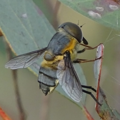 Trichophthalma scapularis (Tangle-vein fly) at Deakin, ACT - 31 Dec 2017 by roymcd