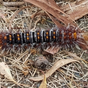 Chelepteryx collesi at Chapman, ACT - 28 Dec 2017