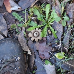 Geastrum sp. at Cotter River, ACT - 29 Apr 2017