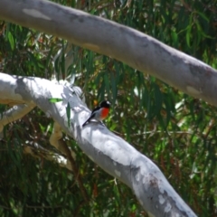 Petroica boodang (Scarlet Robin) at Wamboin, NSW - 2 Apr 2011 by natureguy