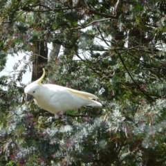 Cacatua galerita (Sulphur-crested Cockatoo) at Wamboin, NSW - 18 Dec 2010 by natureguy