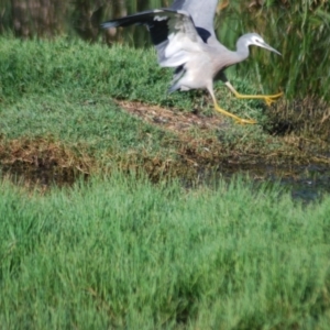 Egretta novaehollandiae at Fyshwick, ACT - 29 Jan 2012 09:35 AM