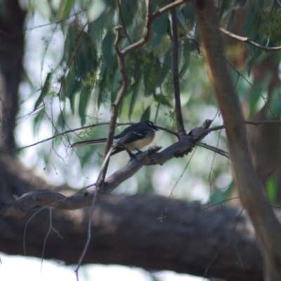 Rhipidura albiscapa (Grey Fantail) at Wamboin, NSW - 2 Apr 2011 by natureguy