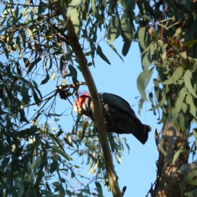 Callocephalon fimbriatum (Gang-gang Cockatoo) at Wamboin, NSW - 16 Sep 2011 by natureguy