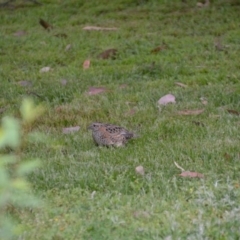 Turnix varius (Painted Buttonquail) at Wamboin, NSW - 31 Oct 2014 by natureguy