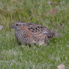 Turnix varius at Wamboin, NSW - 31 Oct 2014 05:16 PM