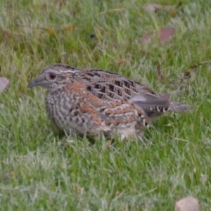 Turnix varius at Wamboin, NSW - 31 Oct 2014