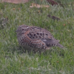 Turnix varius at Wamboin, NSW - 31 Oct 2014 05:16 PM