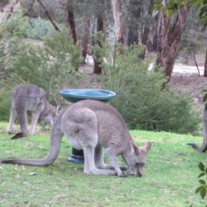 Macropus giganteus at Wamboin, NSW - 2 Aug 2010