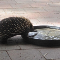 Tachyglossus aculeatus (Short-beaked Echidna) at Wamboin, NSW - 15 Mar 2014 by natureguy