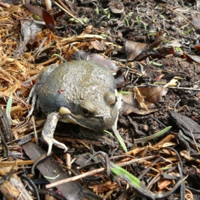 Limnodynastes dumerilii (Eastern Banjo Frog) at Wamboin, NSW - 4 Dec 2010 by natureguy