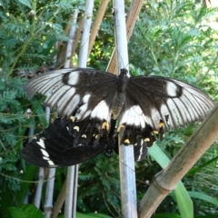 Papilio aegeus at Wamboin, NSW - 16 Jan 2011