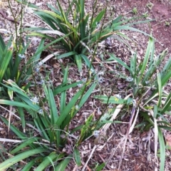 Dianella tasmanica at Garran, ACT - 29 Dec 2017