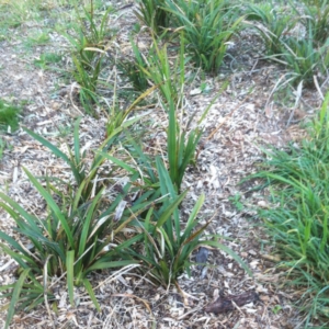 Dianella tasmanica at Garran, ACT - 29 Dec 2017