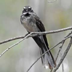 Rhipidura albiscapa (Grey Fantail) at Paddys River, ACT - 28 Dec 2017 by RodDeb