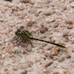 Austrogomphus guerini (Yellow-striped Hunter) at Paddys River, ACT - 27 Dec 2017 by SWishart