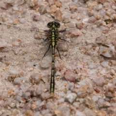 Austrogomphus guerini at Paddys River, ACT - 27 Dec 2017 11:25 AM