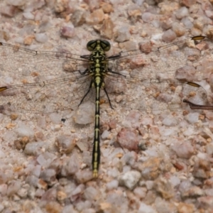Austrogomphus guerini at Paddys River, ACT - 27 Dec 2017 11:25 AM