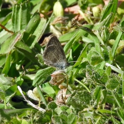 Zizina otis (Common Grass-Blue) at Macarthur, ACT - 27 Dec 2017 by RodDeb