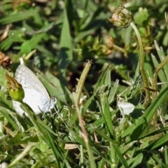 Zizina otis (Common Grass-Blue) at Macarthur, ACT - 27 Dec 2017 by RodDeb