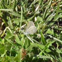 Zizina otis (Common Grass-Blue) at Macarthur, ACT - 27 Dec 2017 by RodDeb