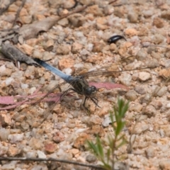 Orthetrum caledonicum (Blue Skimmer) at Paddys River, ACT - 27 Dec 2017 by SWishart