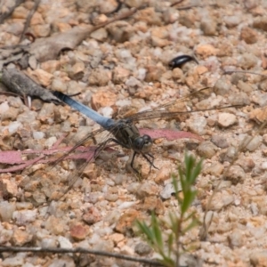 Orthetrum caledonicum at Paddys River, ACT - 27 Dec 2017