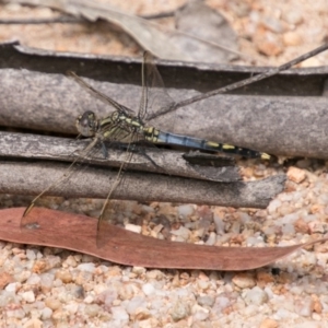 Orthetrum caledonicum at Paddys River, ACT - 27 Dec 2017 11:29 AM