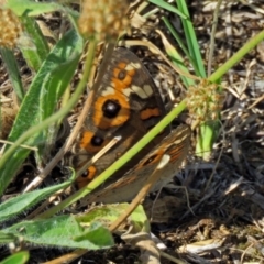 Junonia villida at Macarthur, ACT - 31 Dec 2017