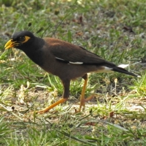 Acridotheres tristis at Macarthur, ACT - 27 Dec 2017