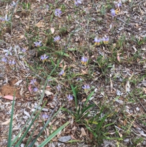 Dianella sp. aff. longifolia (Benambra) at Hughes, ACT - 28 Dec 2017