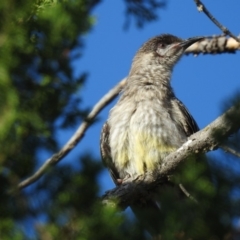 Anthochaera carunculata (Red Wattlebird) at Fadden, ACT - 27 Dec 2017 by RodDeb