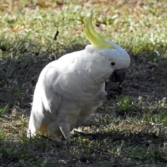 Cacatua galerita (Sulphur-crested Cockatoo) at Macarthur, ACT - 27 Dec 2017 by RodDeb