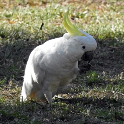 Cacatua galerita (Sulphur-crested Cockatoo) at Macarthur, ACT - 27 Dec 2017 by RodDeb