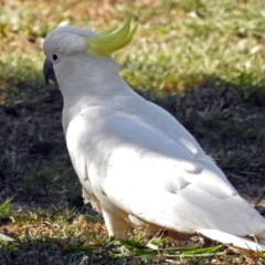 Cacatua galerita at Macarthur, ACT - 27 Dec 2017 04:45 PM